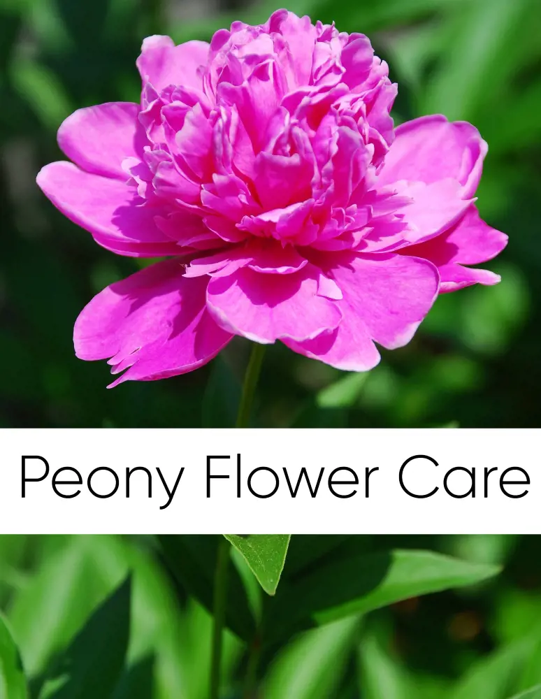 Peony Flower Care And Growing Guide