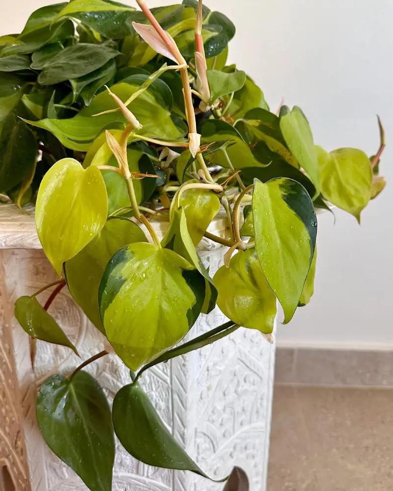 Tips To Fix Yellow Pothos Leaves