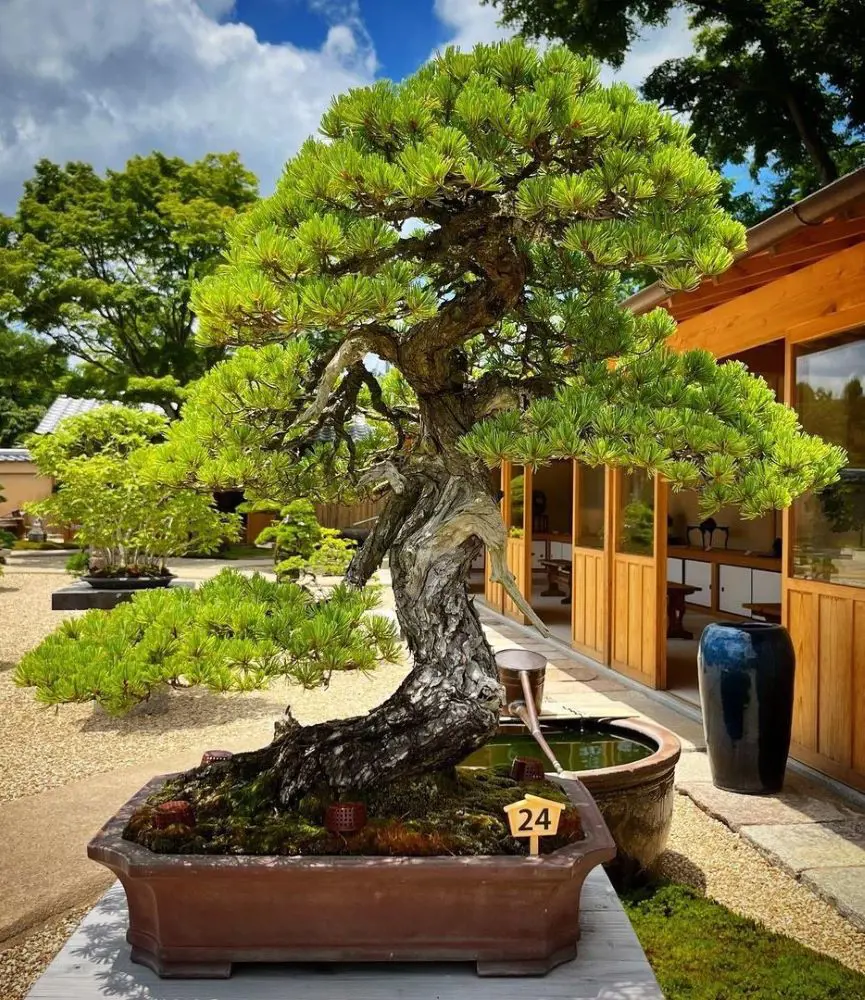 Bonsai Tree Care Tips: Watering, Fertilizing & More