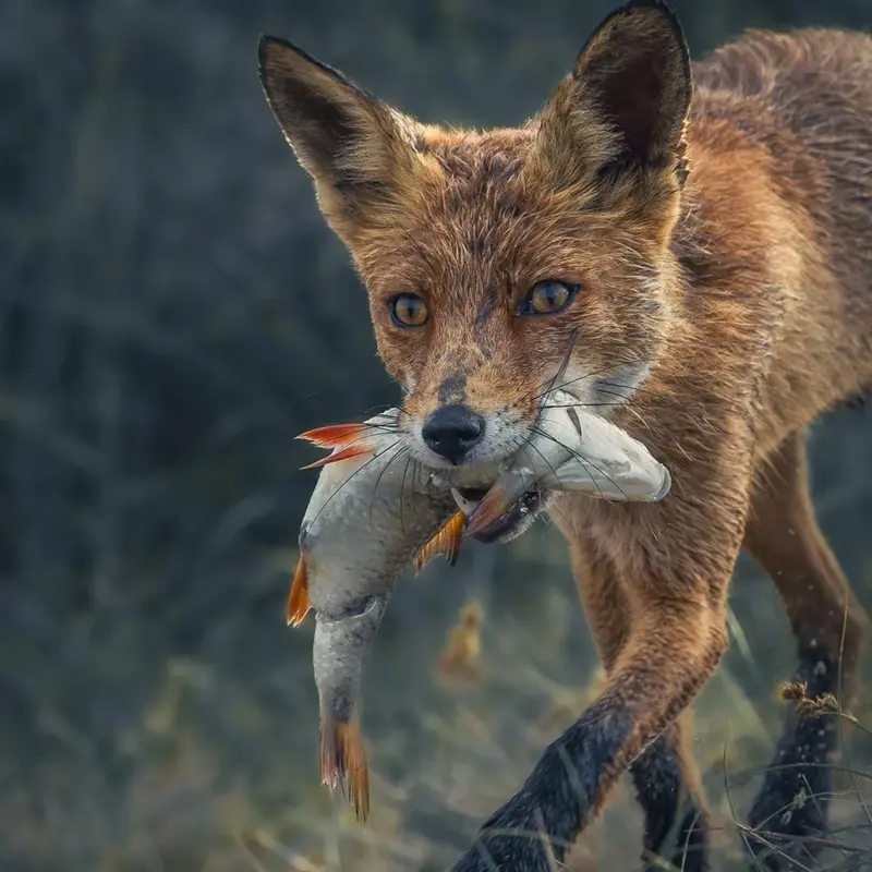 What Do Foxes Eat In Your Home And Wild